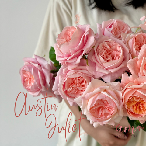 AUSTIN JULIET (Hồng Đào) 