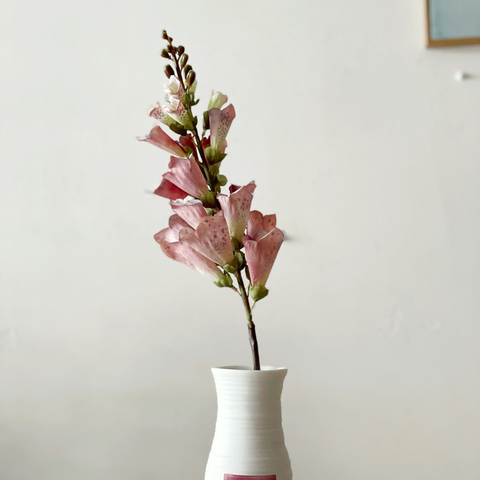  FOXGLOVE (Chi Mao Địa Hoàng) 