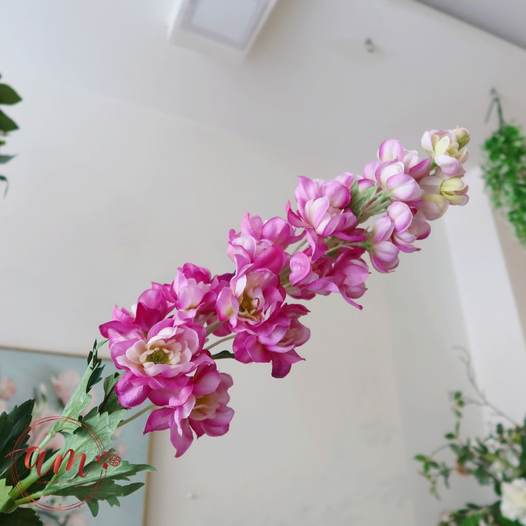 PHI YẾN HÀ LAN (Hồng Tím)