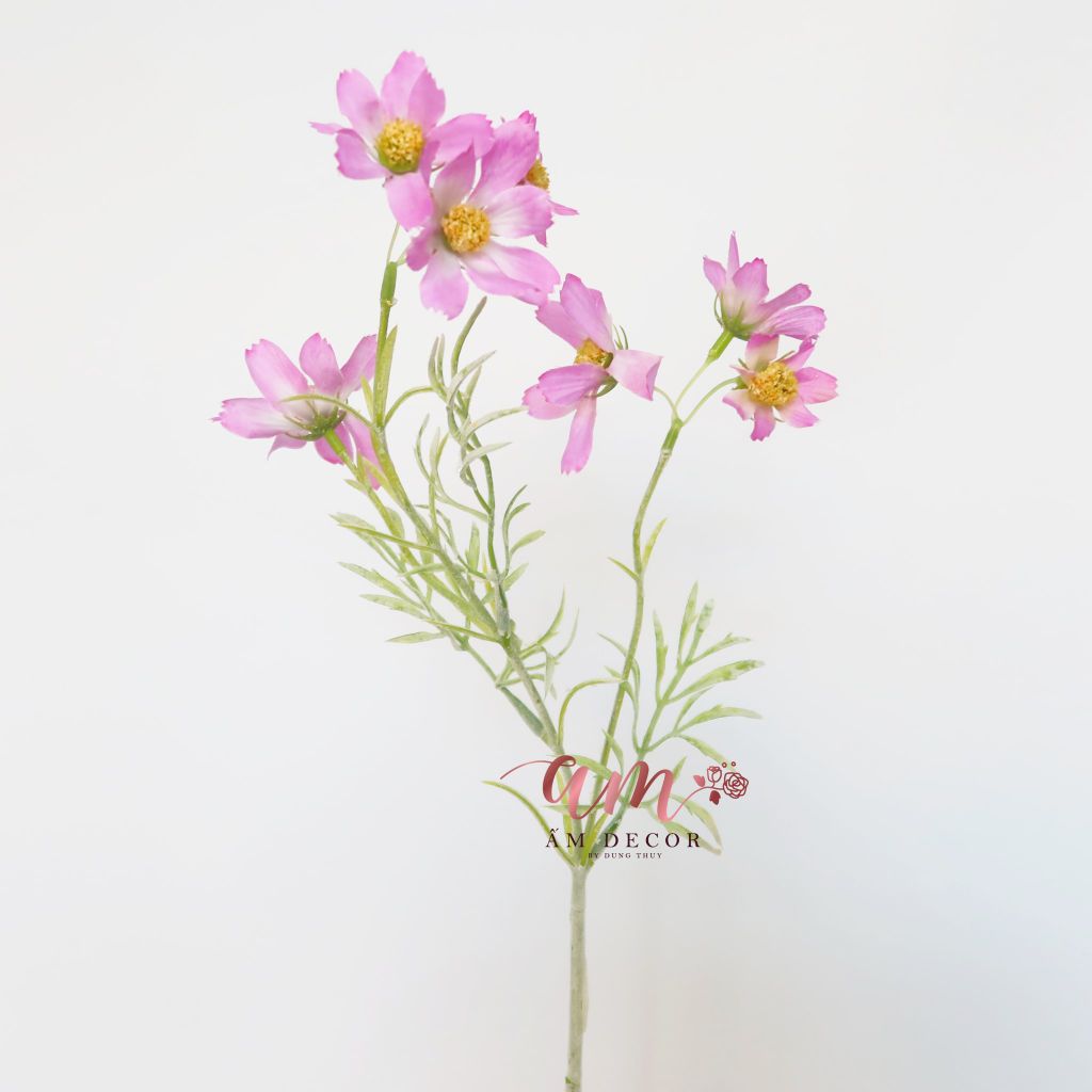 COSMOS BÔNG NHỎ