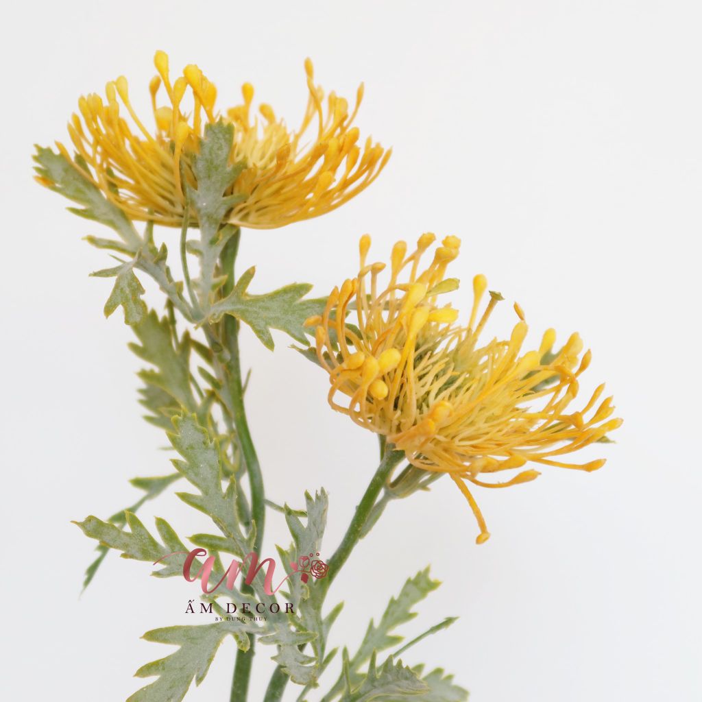 ZSAN HÔ VÀNG 2 NHÁNH