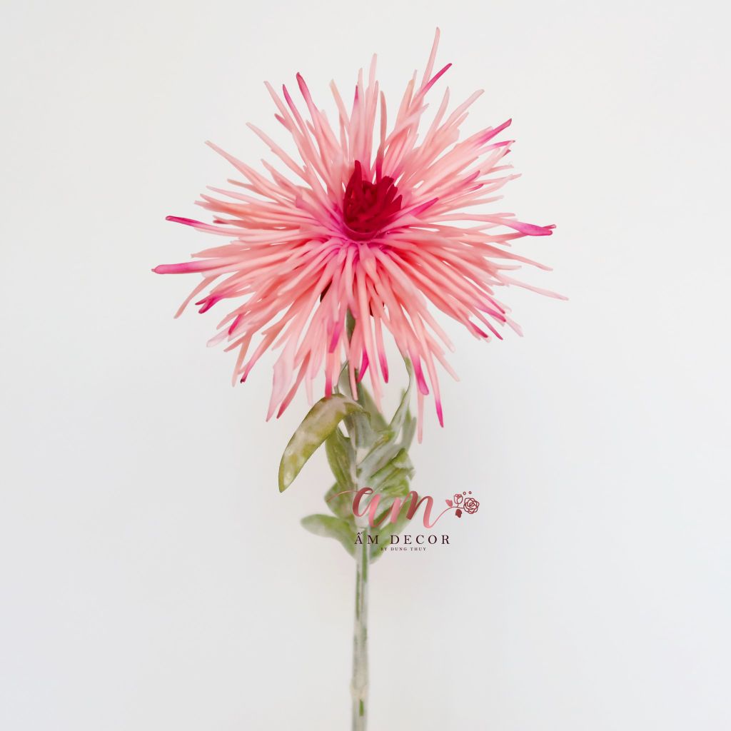 CÚC CÀNG CUA (Hồng)