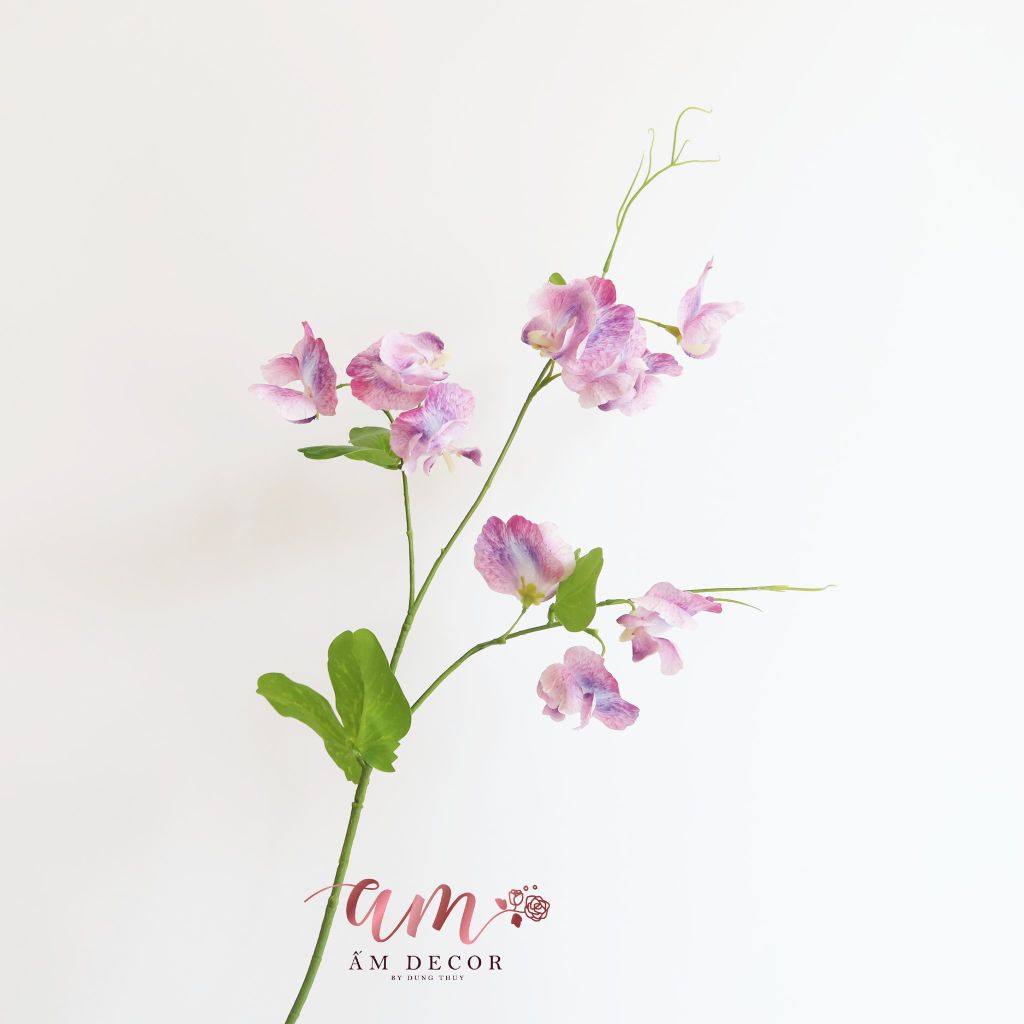 ZHOA ĐẬU THƠM CÓ LÁ (Tím)