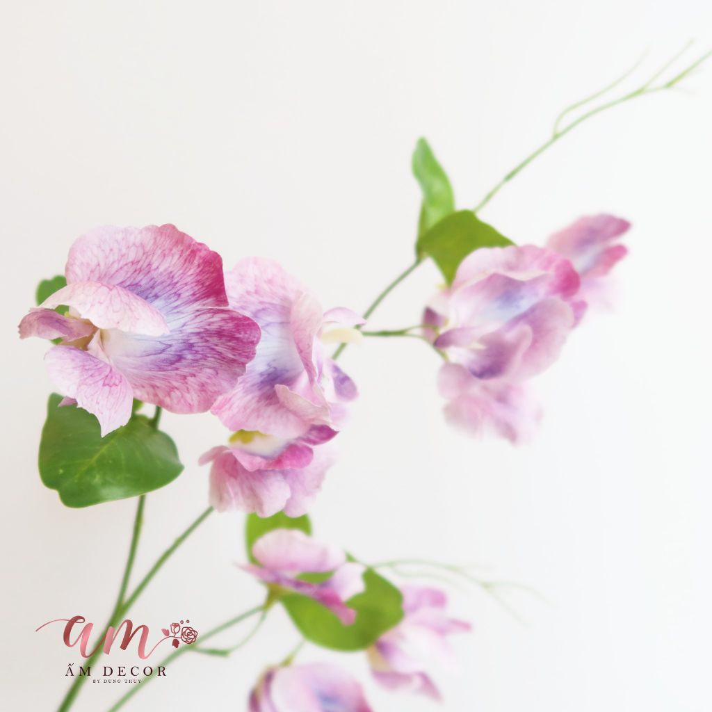 ZHOA ĐẬU THƠM CÓ LÁ (Tím)