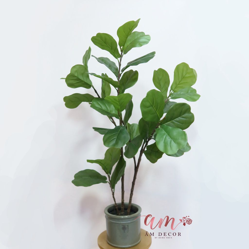 Ấm Plant House - CÂY BÀNG SING 3