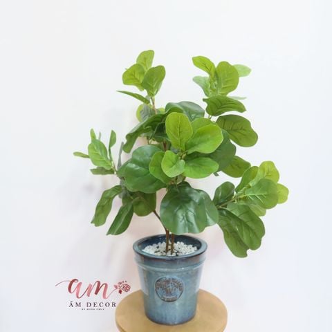  Ấm Plant House - CÂY BÀNG SING 1 