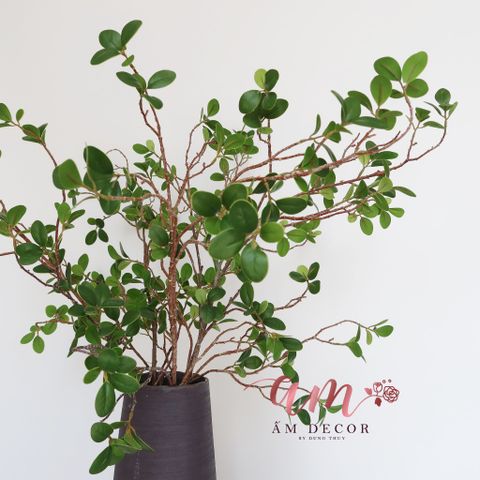  Ấm Plant House - LÁ MILAN 