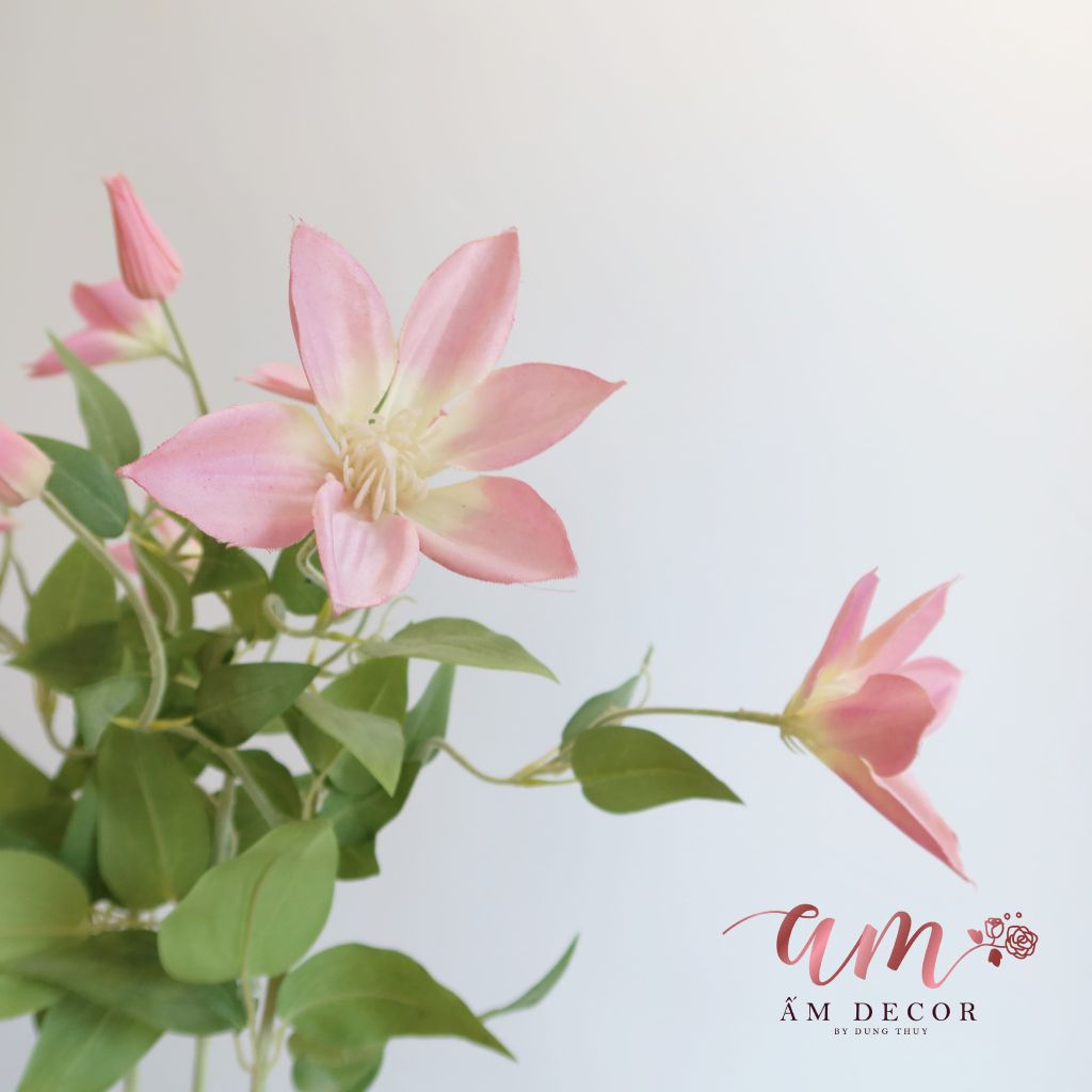 ZSEN 3 NHÁNH (Hồng)