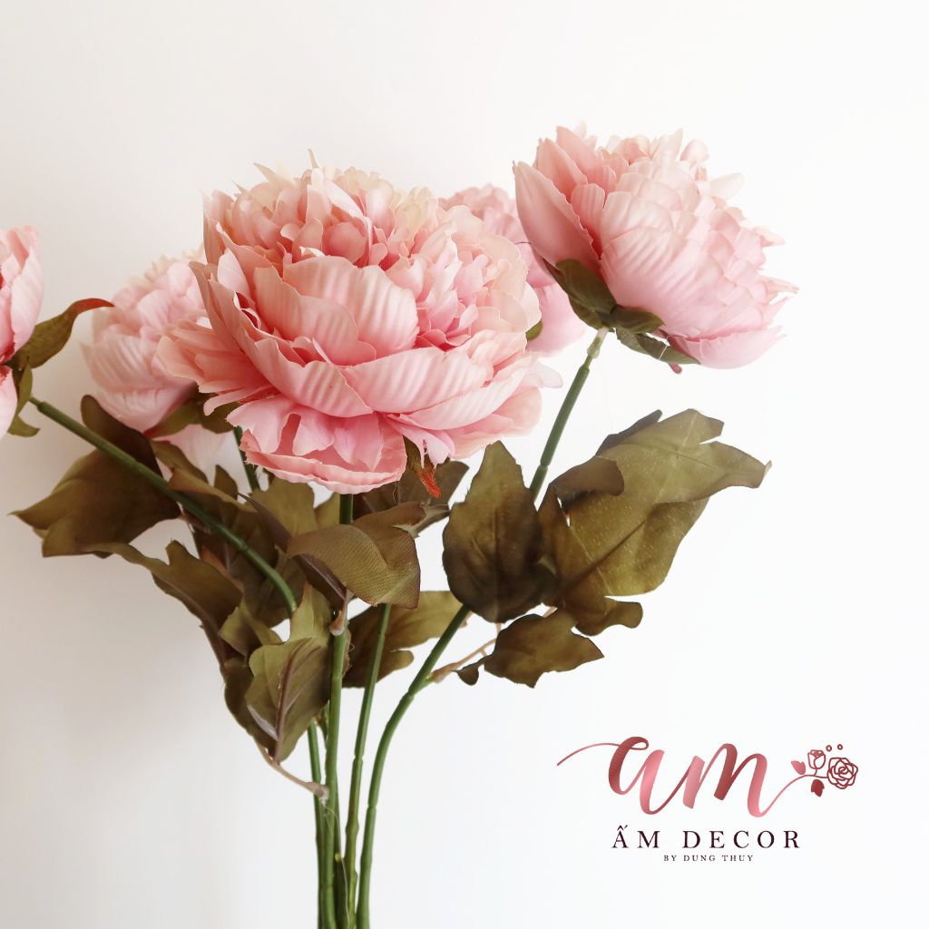 ZCHÙM PEONY QUEEN (Hồng)