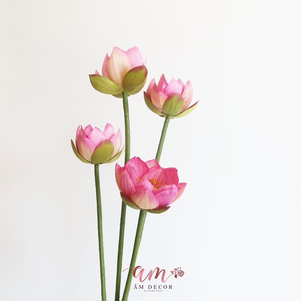 ZHOA SEN HỒNG THÁI