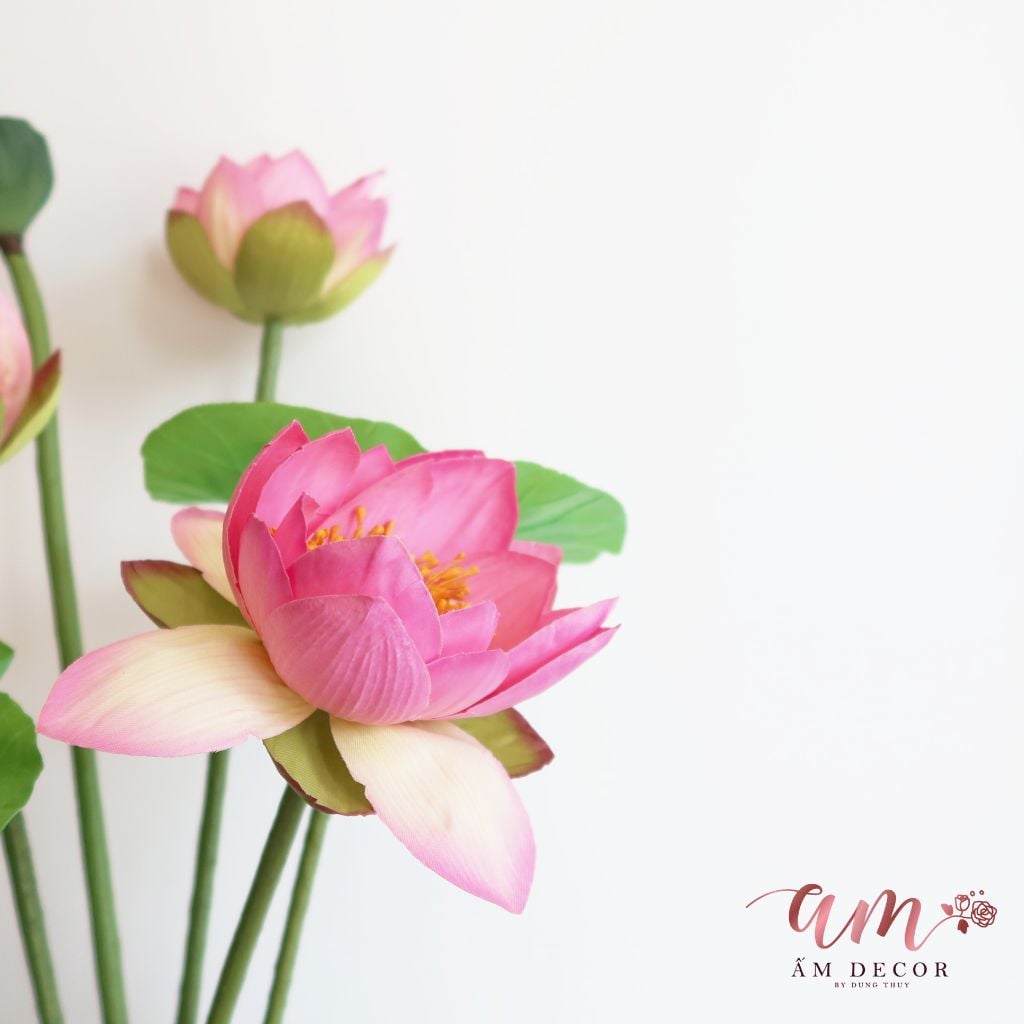 ZHOA SEN HỒNG THÁI