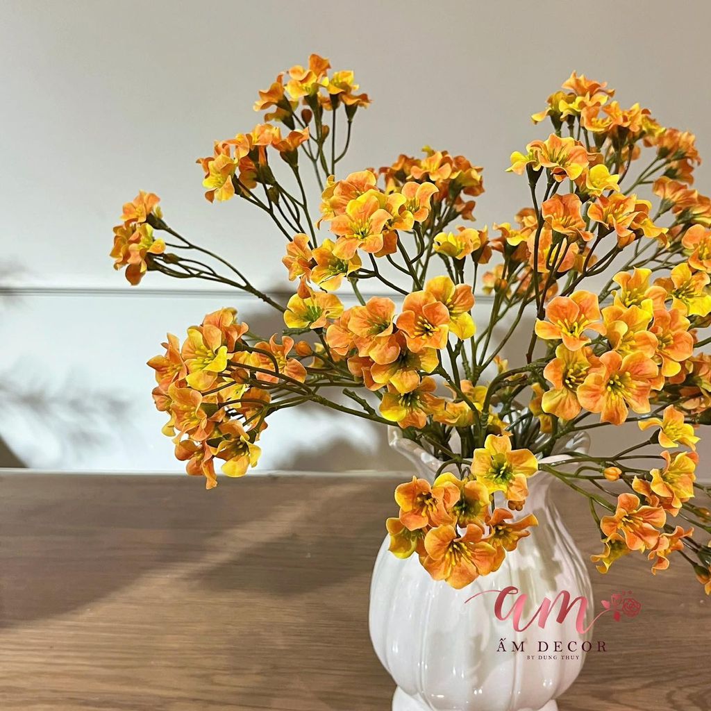 ZBÌNH HOA PHÚ QUÝ