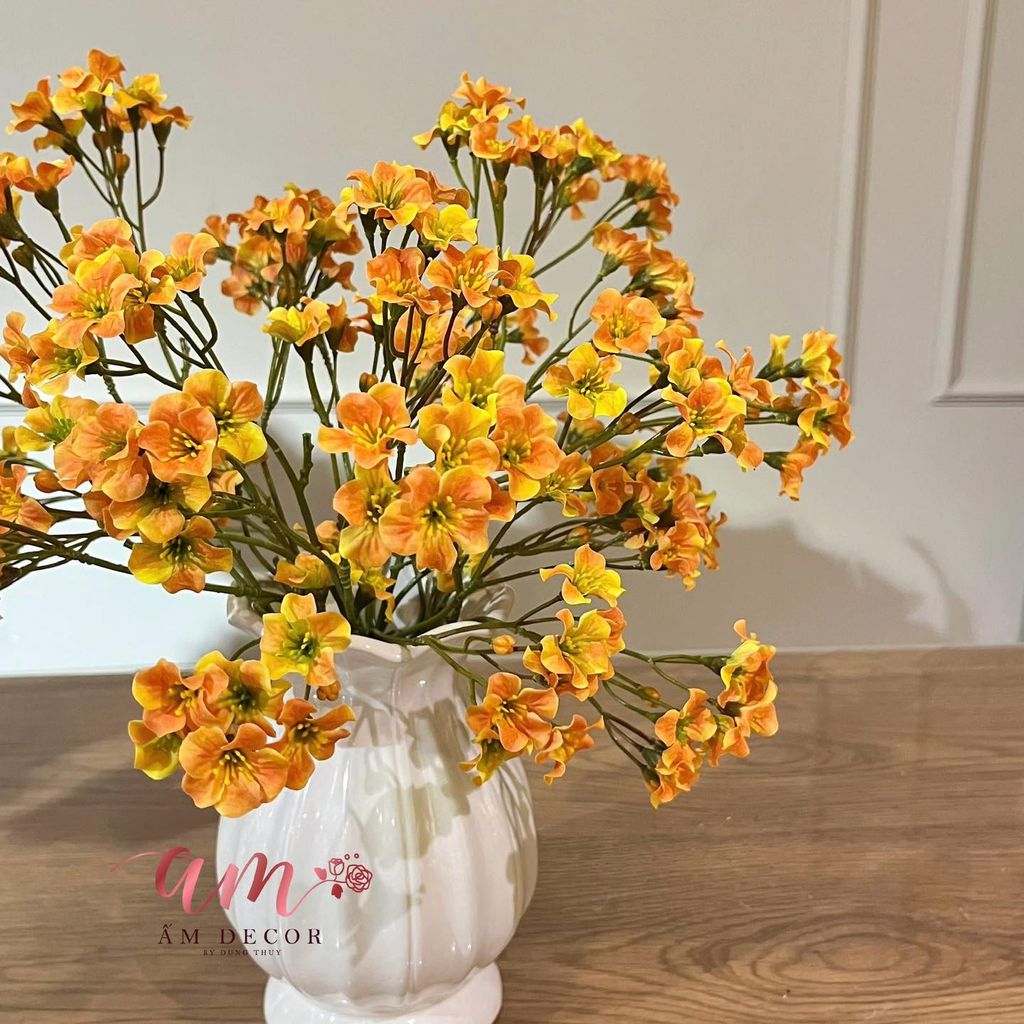 ZBÌNH HOA PHÚ QUÝ