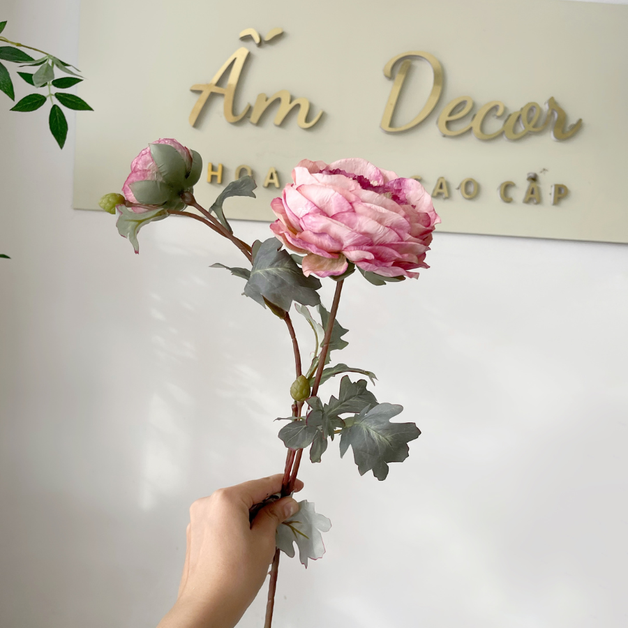 HỒNG MẪU ĐƠN (Hồng Đậm)