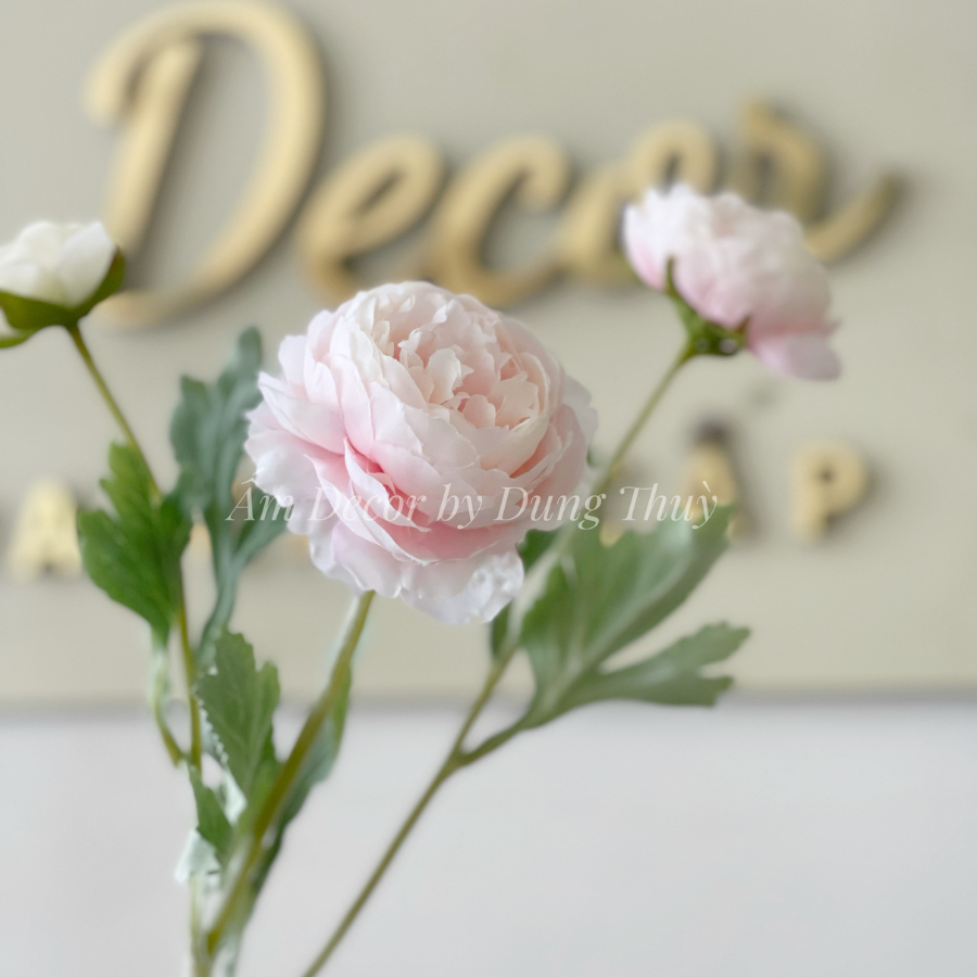 ZMẪU ĐƠN BÚP (Hồng Phấn)