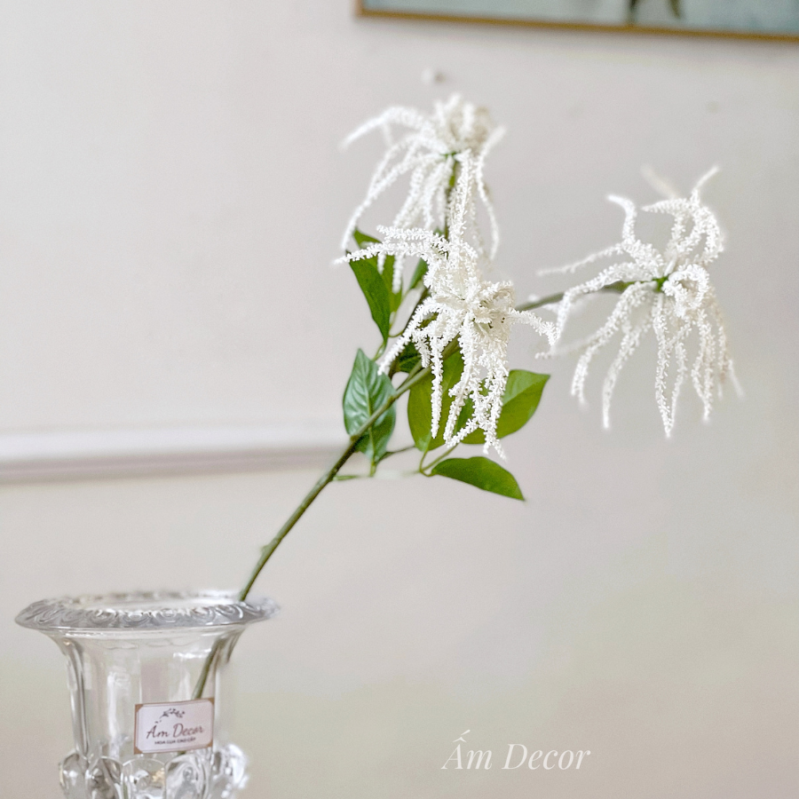 ZHOA TỬ ĐẰNG TRẮNG