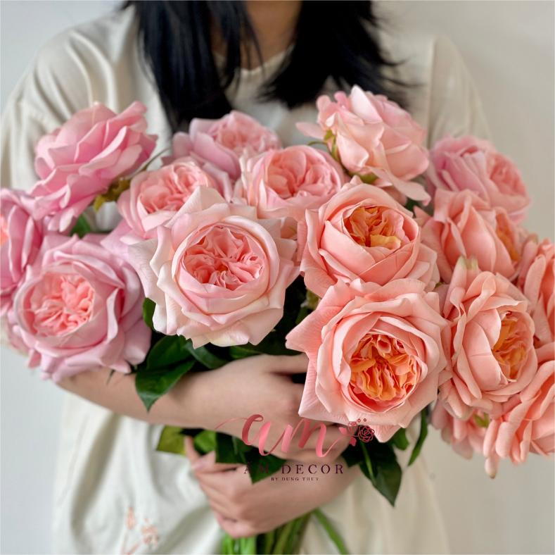 AUSTIN JULIET (Hồng Đào)