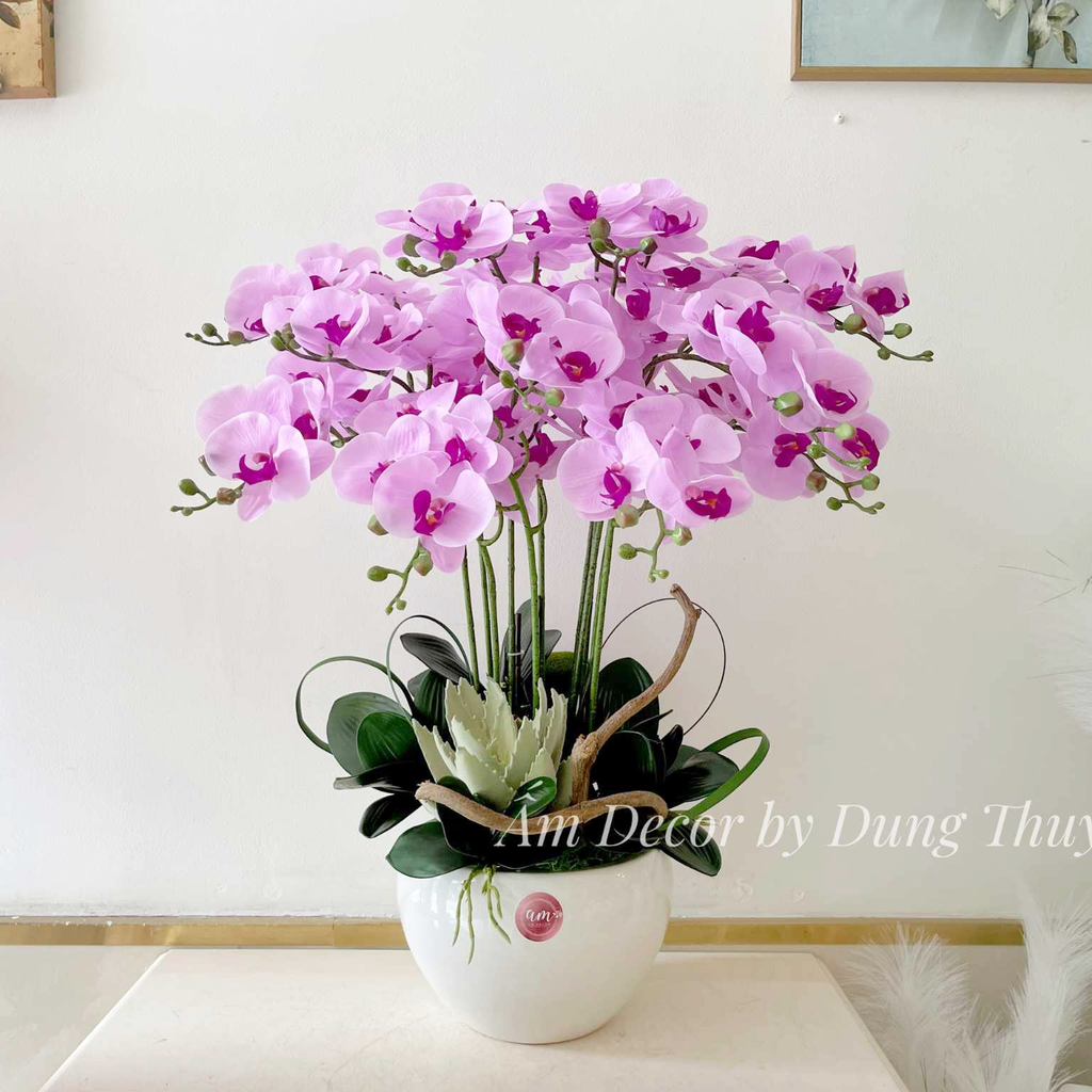 PHALAENOPSIS ORCHIDS BLUSH