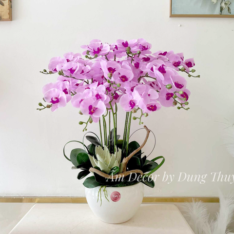  PHALAENOPSIS ORCHIDS BLUSH 