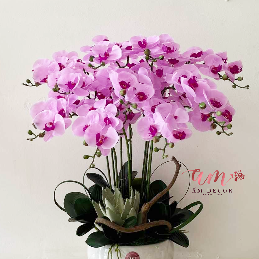PHALAENOPSIS ORCHIDS BLUSH