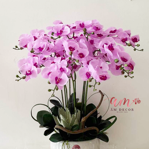  PHALAENOPSIS ORCHIDS BLUSH 