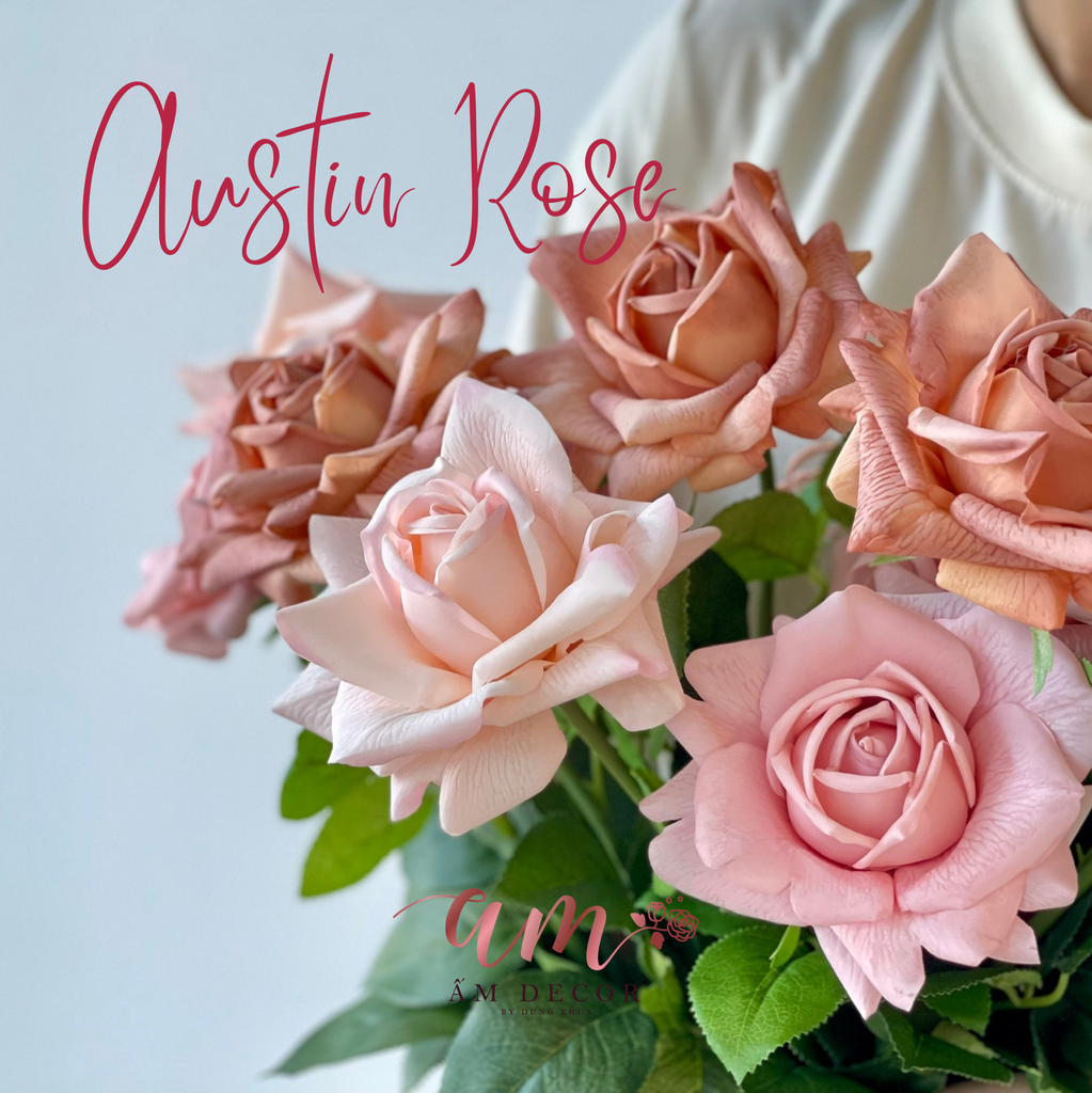 AUSTIN HOA HỒNG (Tím Pastel)