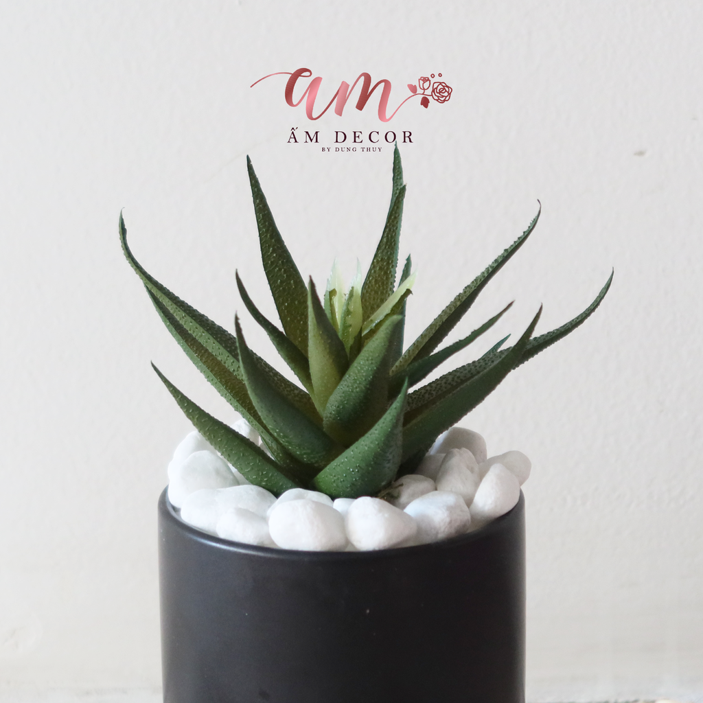 Ấm Plant House - ALOE VERA
