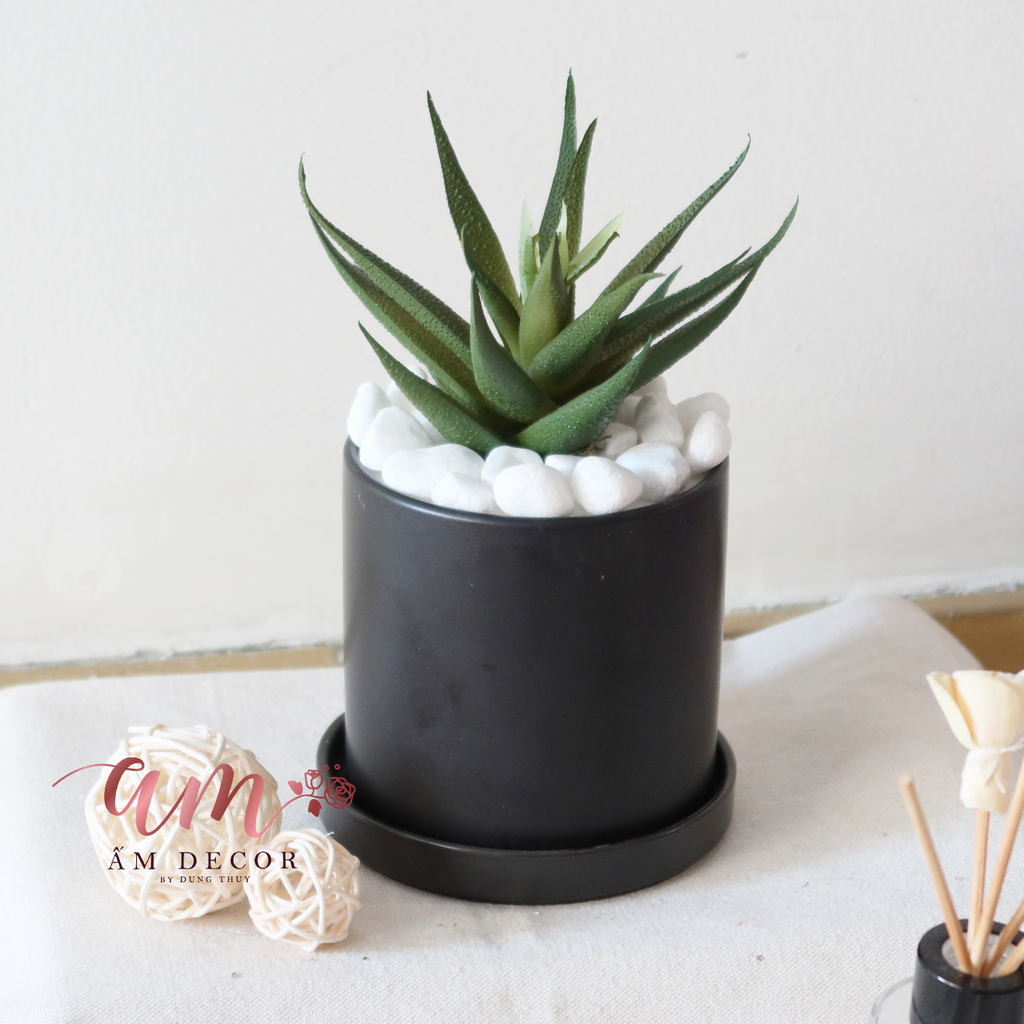 Ấm Plant House - ALOE VERA