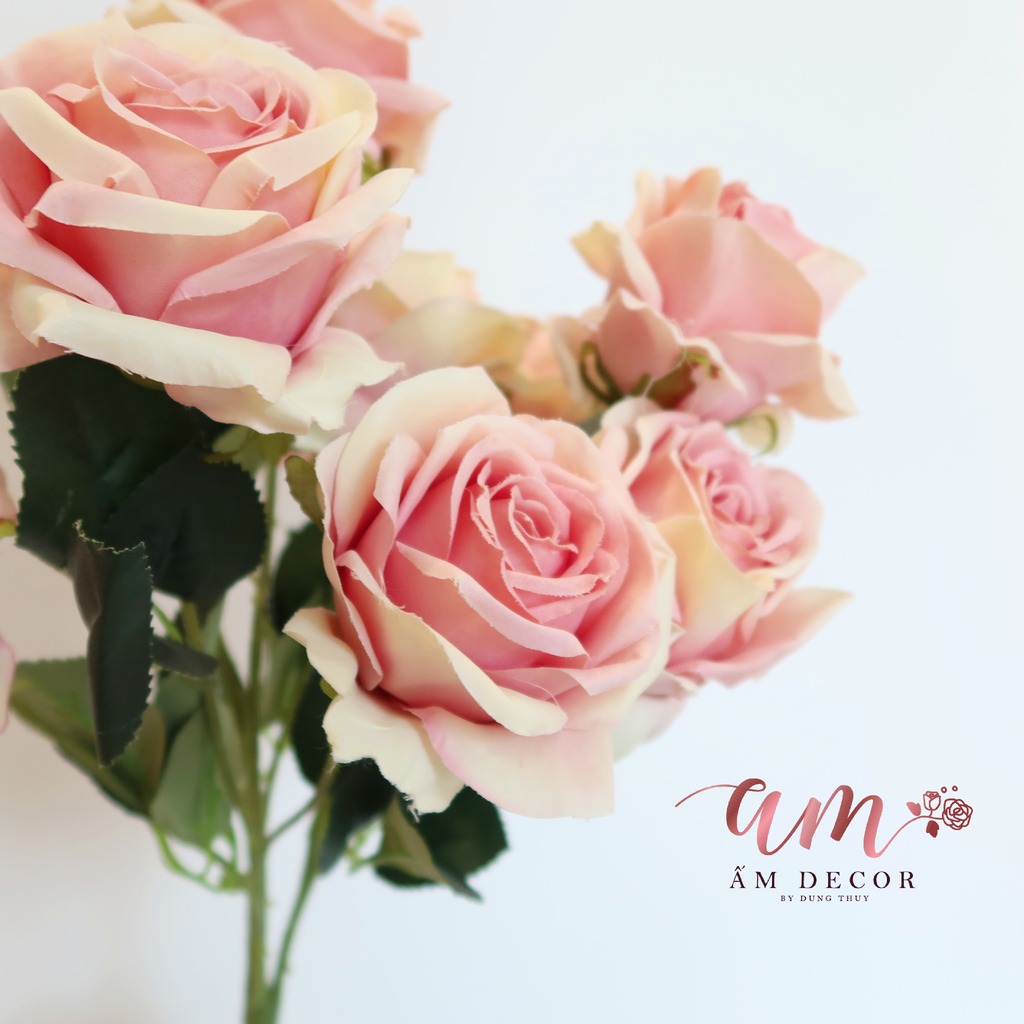 ZCHÙM HOA HỒNG CHÂU ÂU (Hồng)