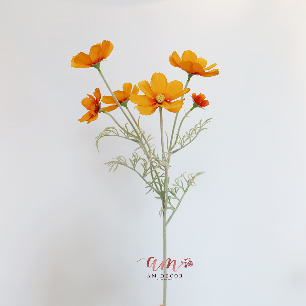 HOA CÁNH BƯỚM RONG MỐC (Cam)