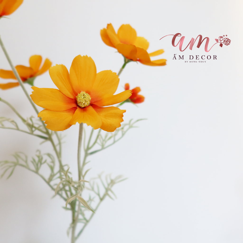 HOA CÁNH BƯỚM RONG MỐC (Cam)