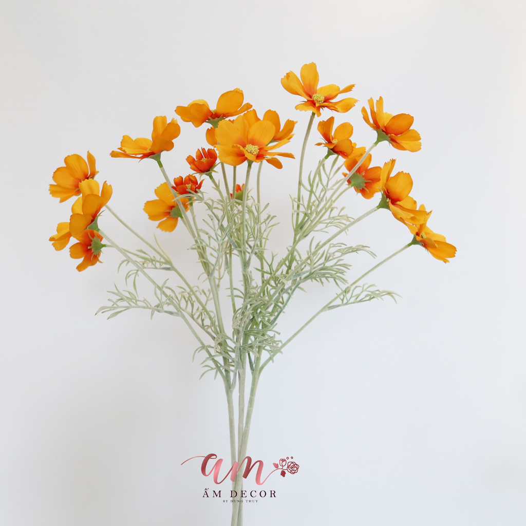 HOA CÁNH BƯỚM RONG MỐC (Cam)
