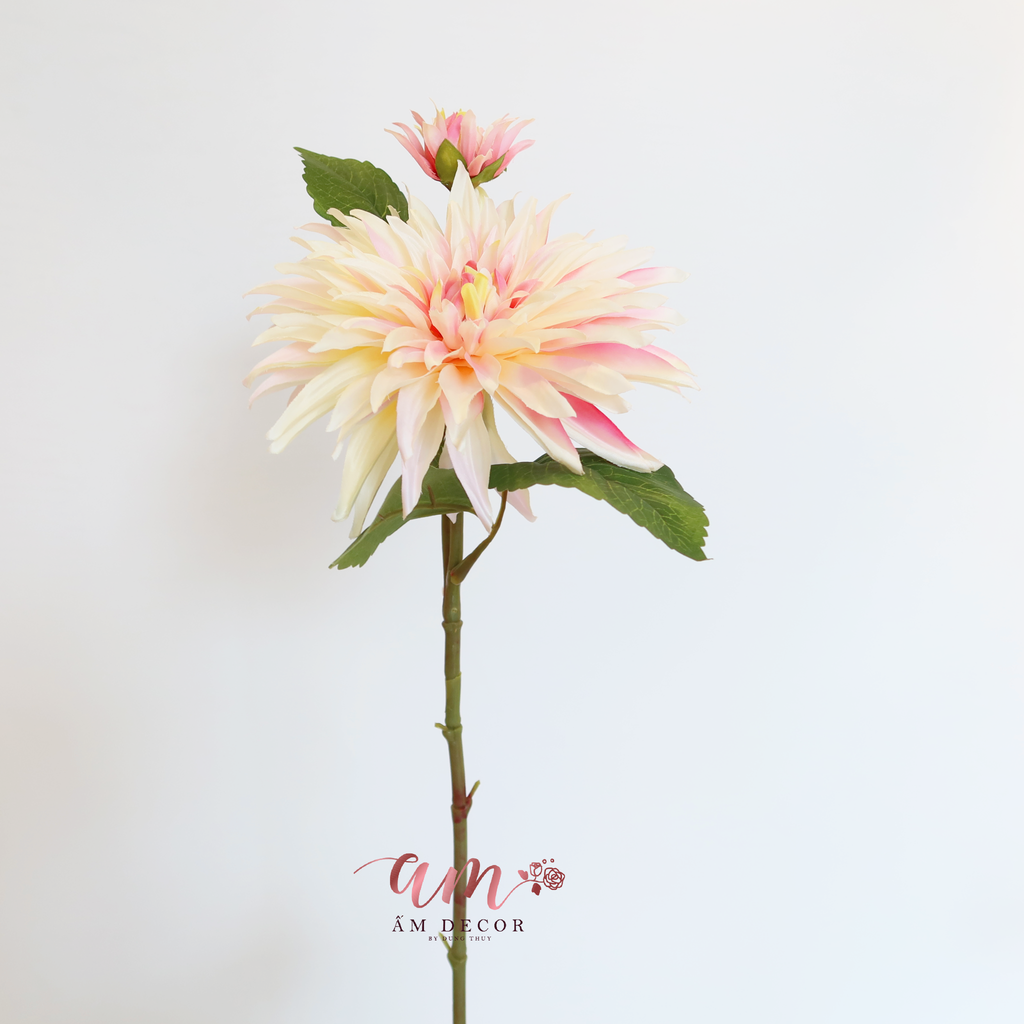THƯỢC DƯỢC MÙA XUÂN BÔNG LỚN