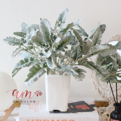  Ấm Plant House - SILVER DUST DUSTY MILLER ARTIFICIAL 