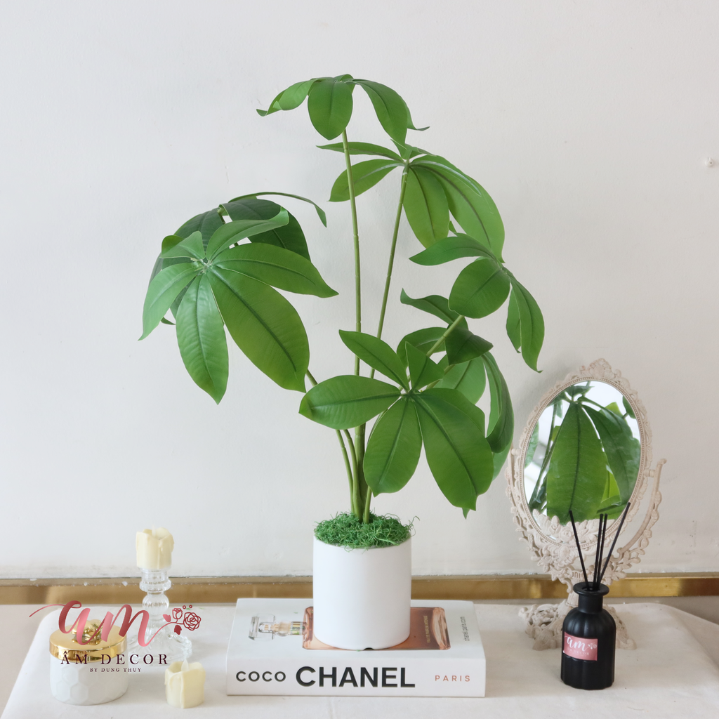 Ấm Plant House - NGŨ GIA BÌ