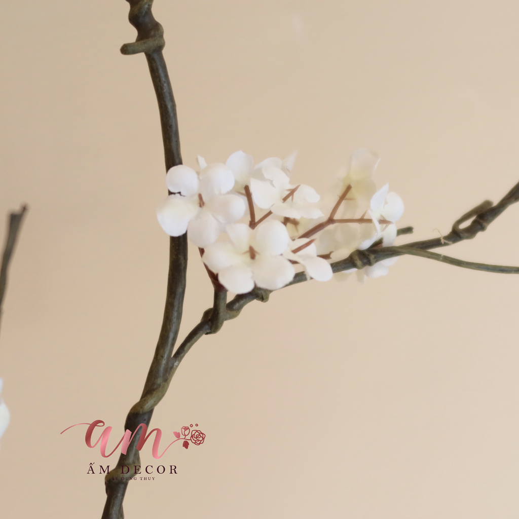 HOA MẬN TÂY BẮC (Trắng)