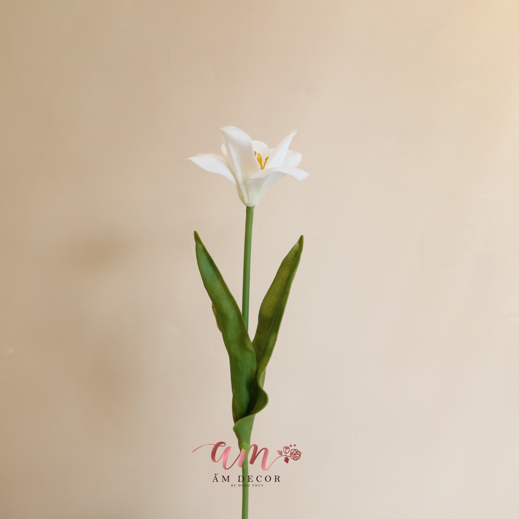 HOA TULIP BÔNG NỞ (Trắng)