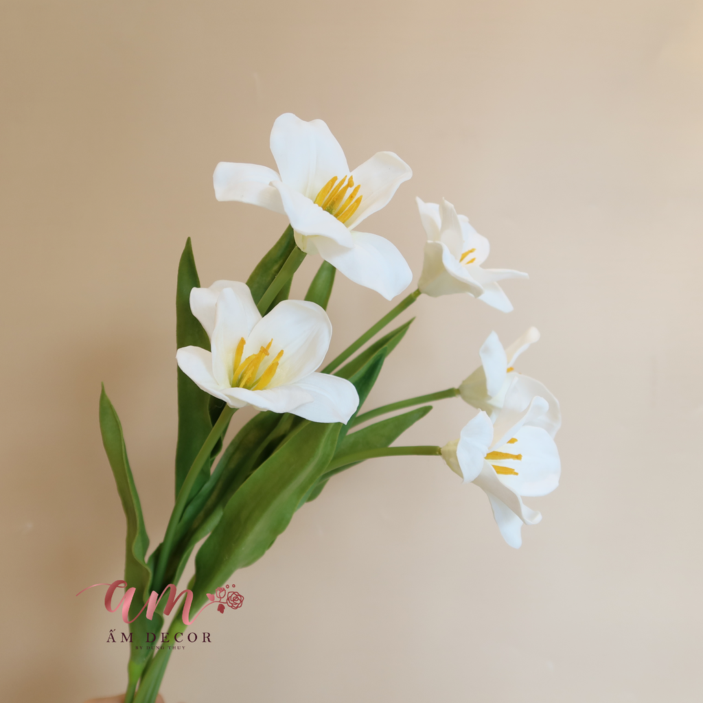HOA TULIP BÔNG NỞ (Trắng)