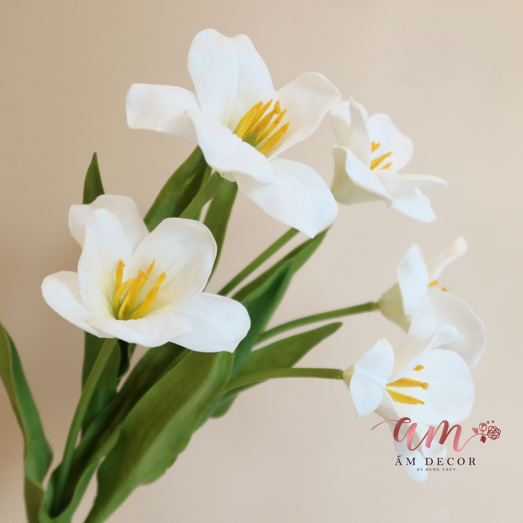 HOA TULIP BÔNG NỞ (Trắng)