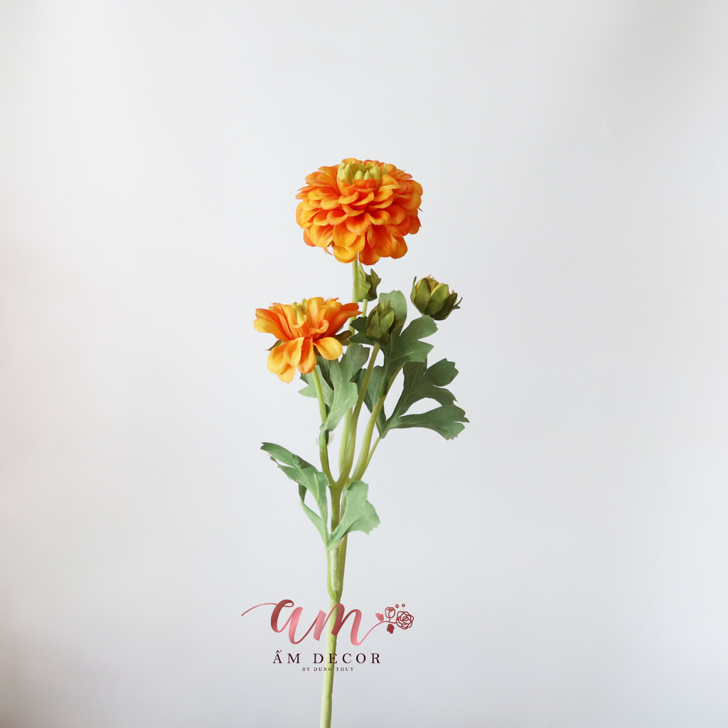 ZTHƯỢC DƯỢC BÔNG NỞ ( Cam)