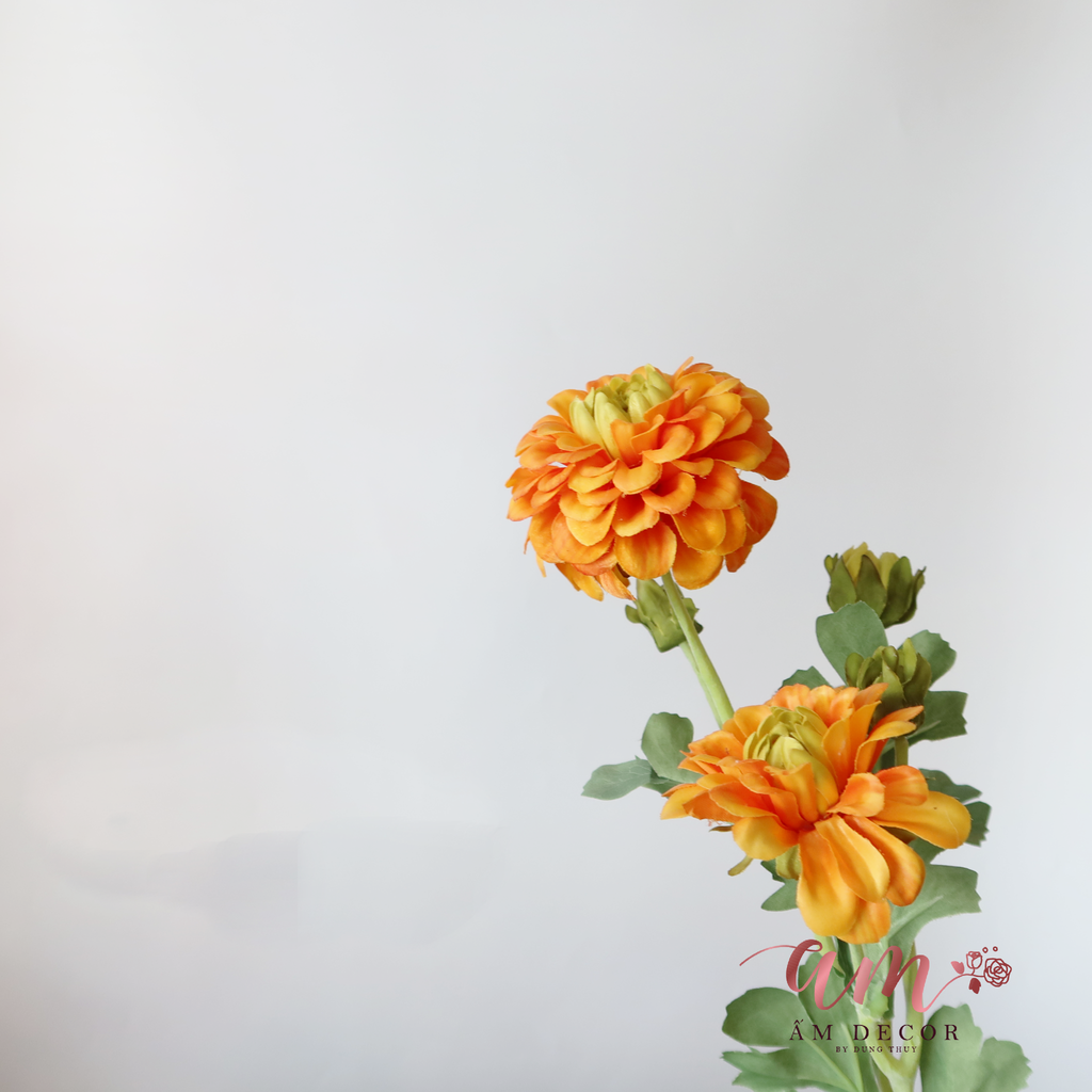 ZTHƯỢC DƯỢC BÔNG NỞ ( Cam)