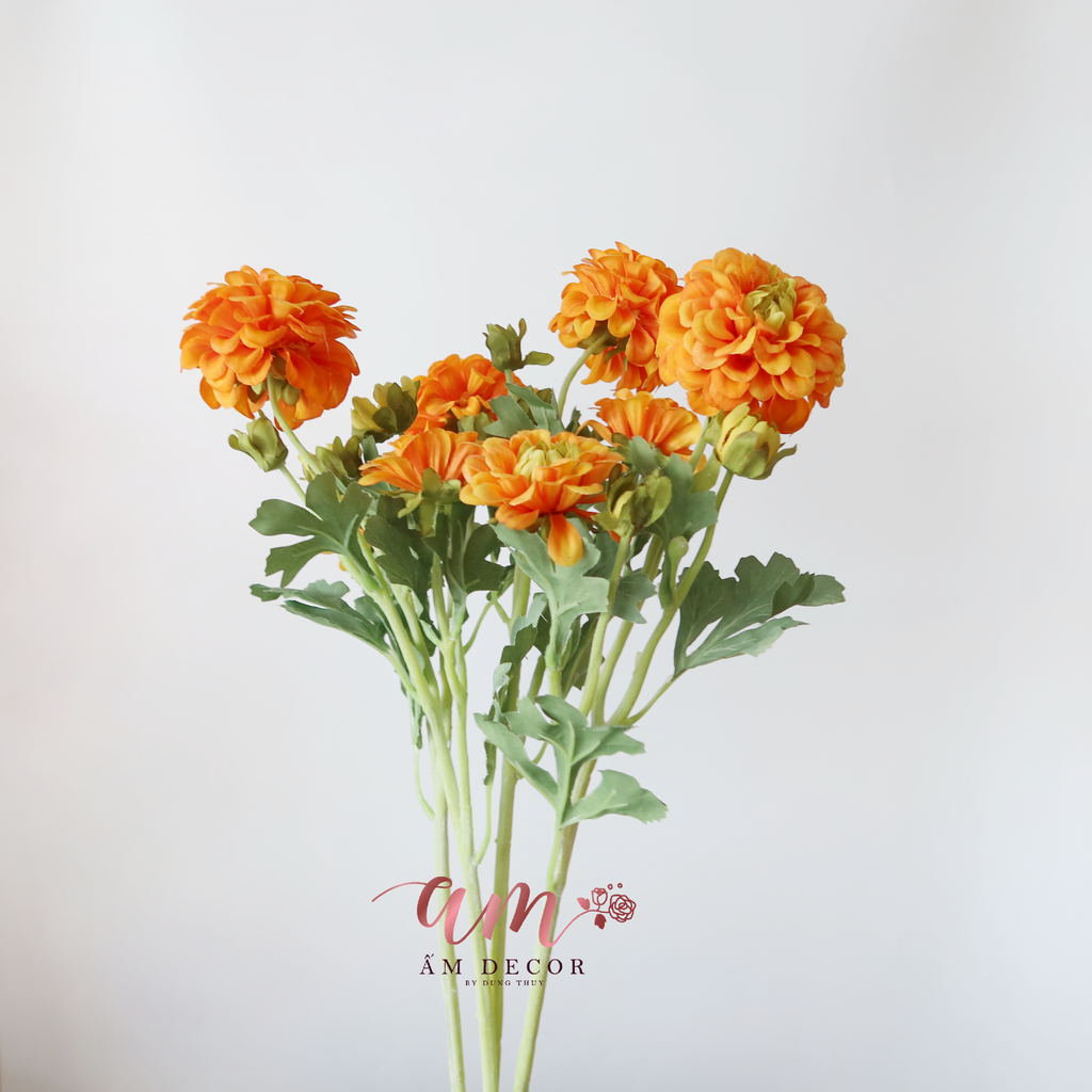 ZTHƯỢC DƯỢC BÔNG NỞ ( Cam)