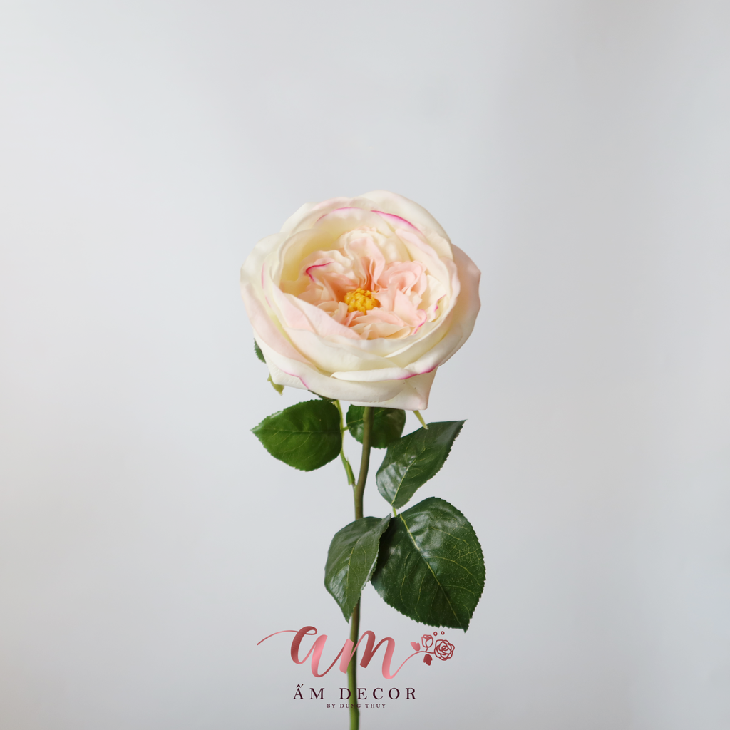 ZHOA HỒNG JULIET (Hồng)