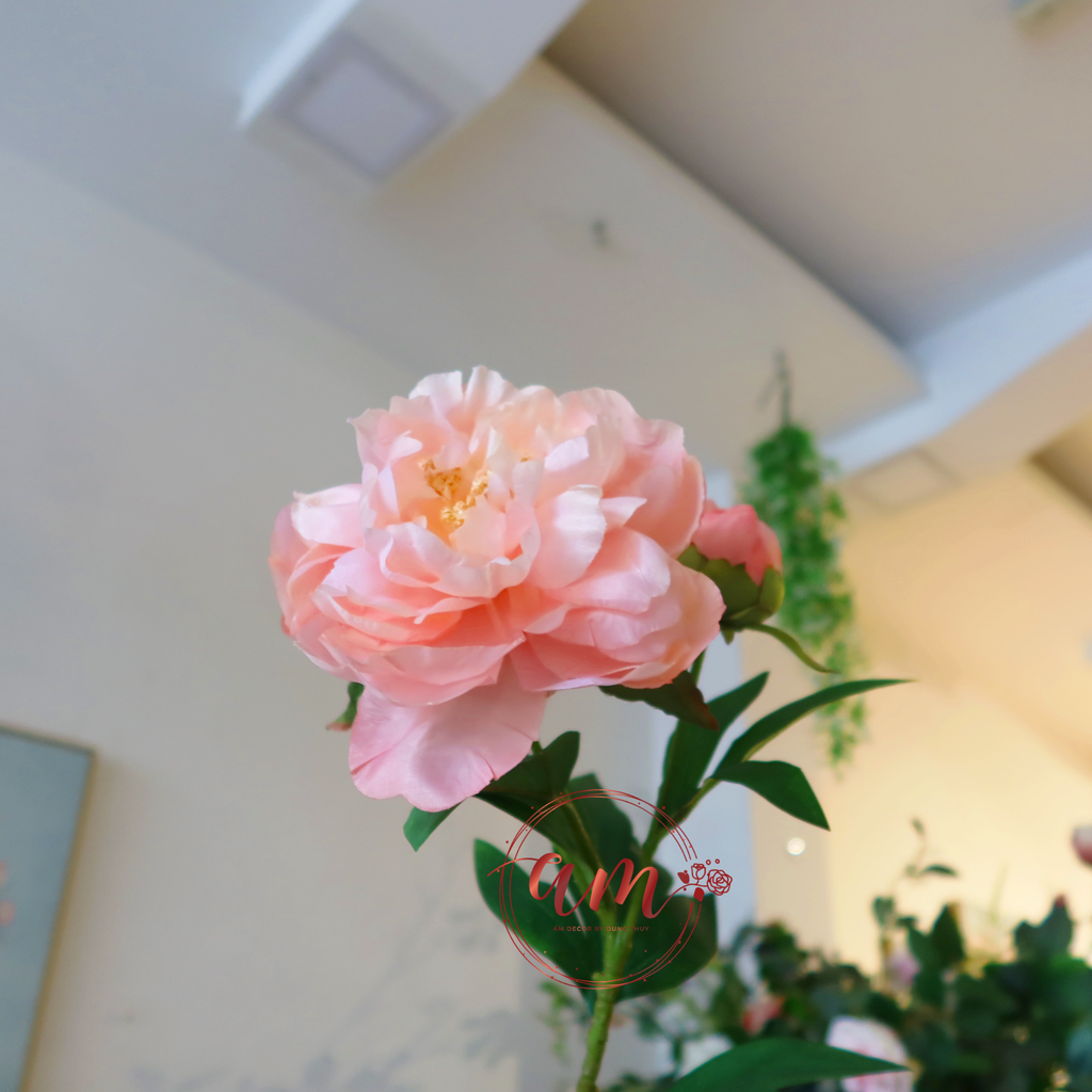 MẪU ĐƠN NỞ (Cam Đào)