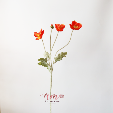  ANH TÚC (Cam Đậm) 