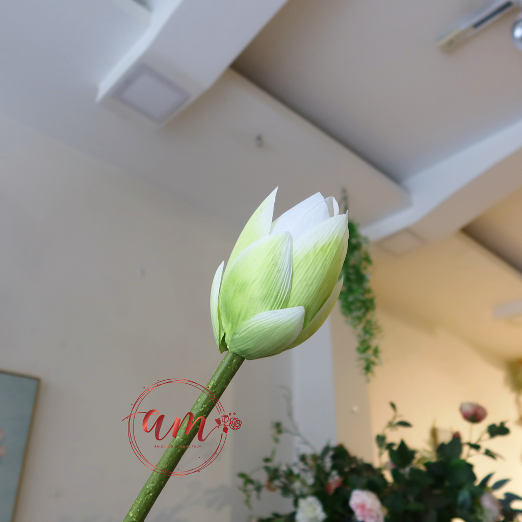 NỤ SEN THÁI TRẮNG