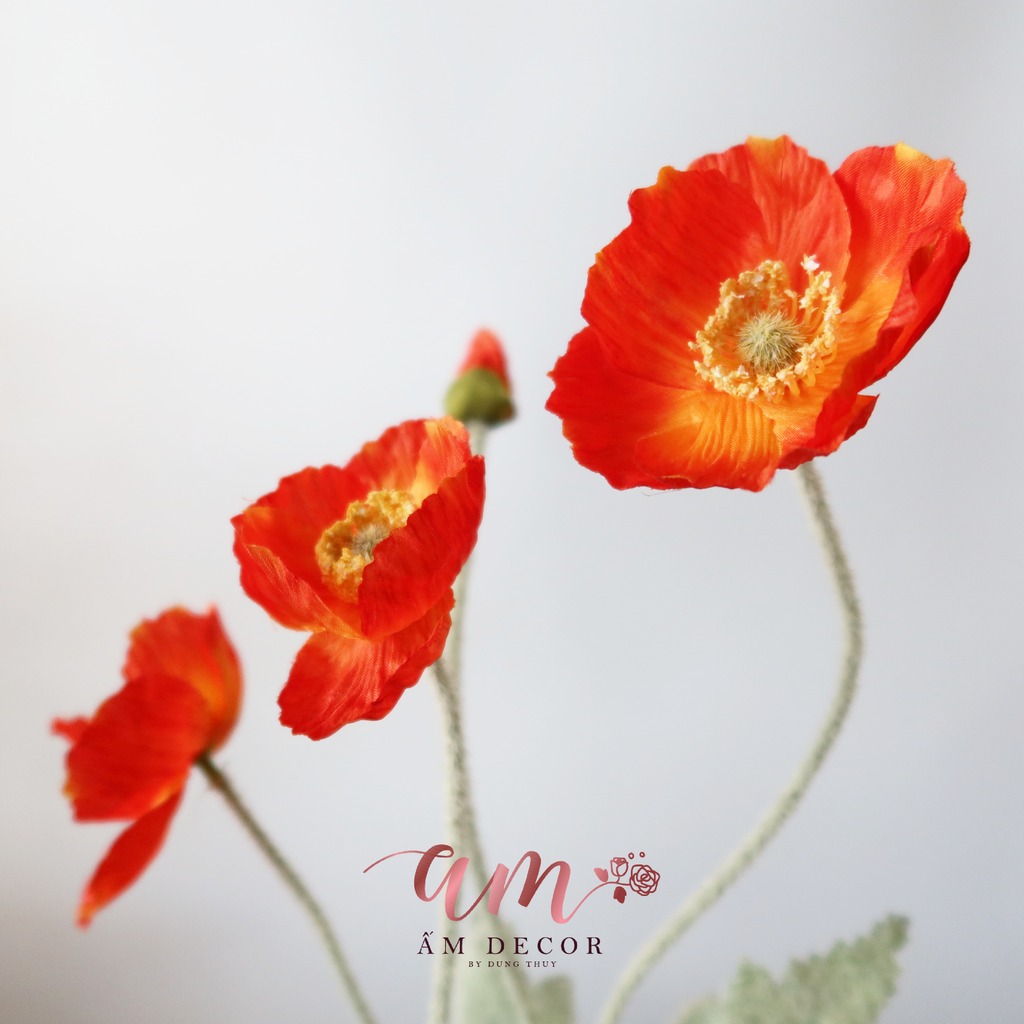 ZANH TÚC (Cam Đậm)