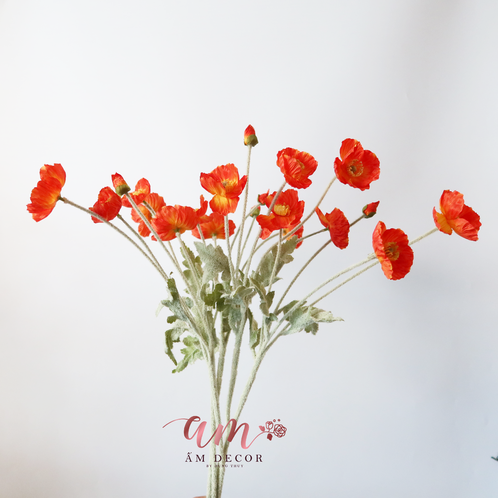 ZANH TÚC (Cam Đậm)