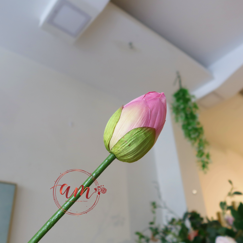 ZNỤ SEN THÁI QUAN ÂM