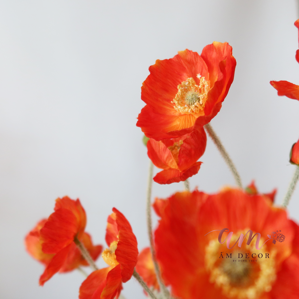 ZANH TÚC (Cam Đậm)